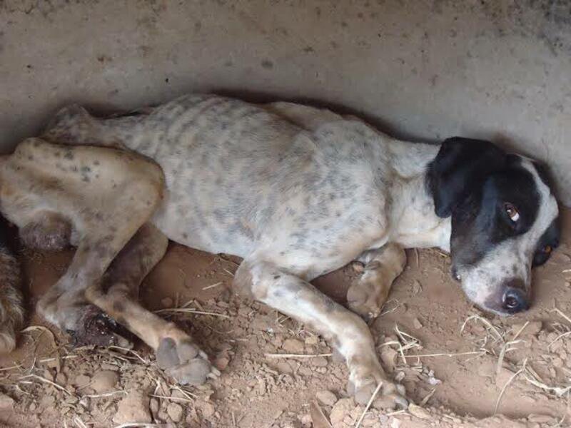 Ajudar esses pequenos animais