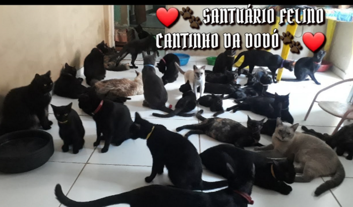 AJUDEM A DAR UM LUGAR SEGURO OS MEUS GATOS 