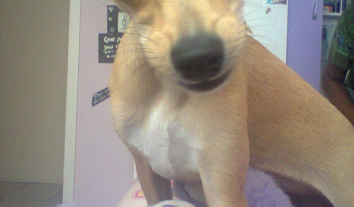 Todos Pela Cachorrinha Jade