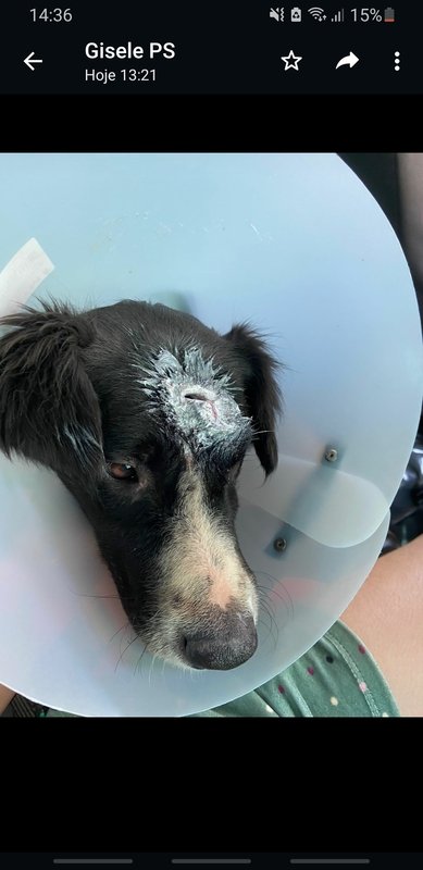 Cachorro ferimento na cabeça 