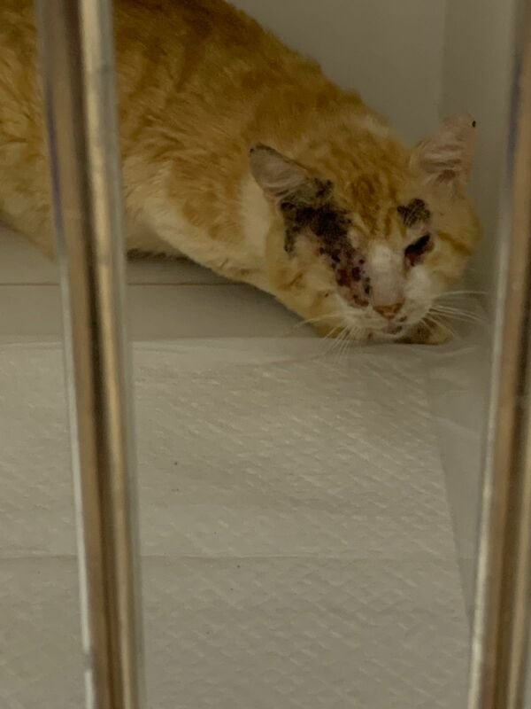 Gato com tumor 