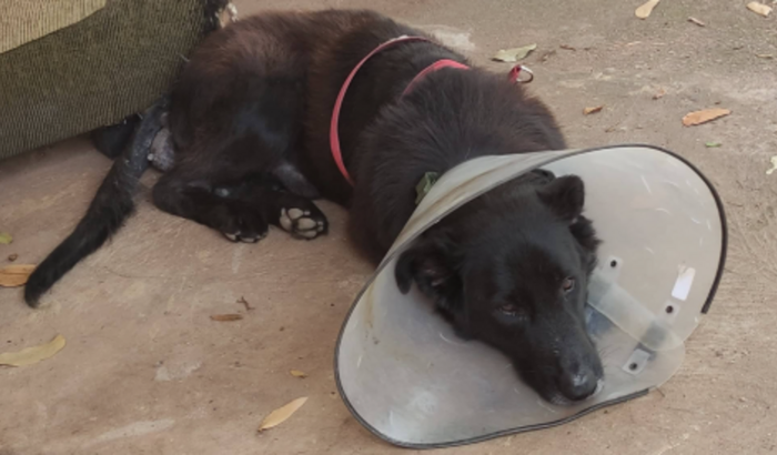 Pelo amor qualquer ajuda com meu cachorro Dark, por favor!