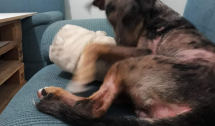 Ajuda para a alergia do Tarrasque