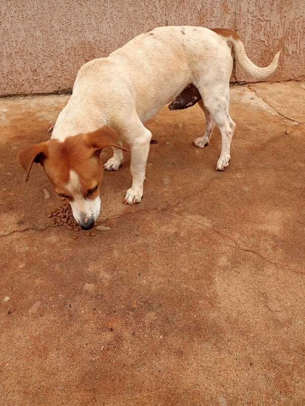 Cachorro com TVT