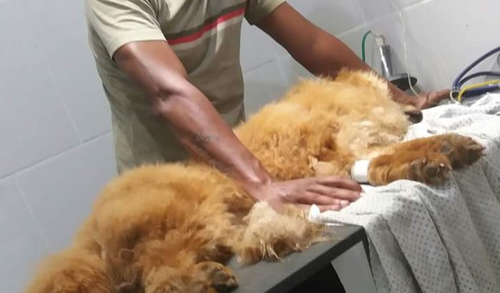 Spike Chow Chow com CIANOMOSE pede ajuda