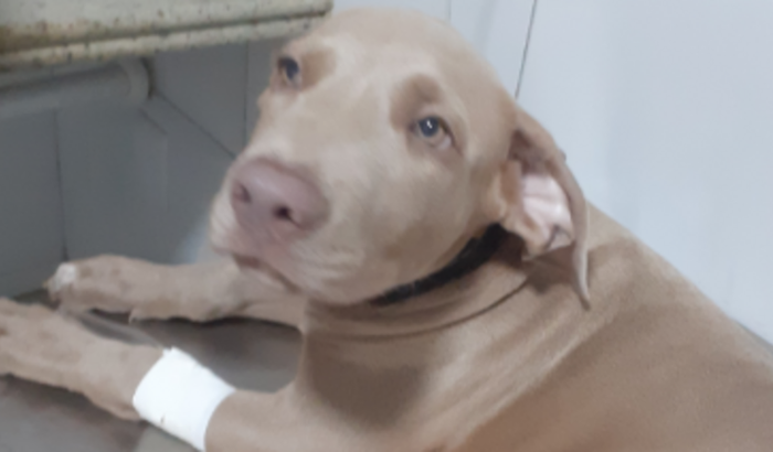 Ajude com a cirurgia do Ramsés 