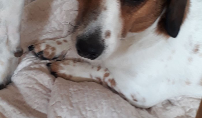 Ajuda Márcia Santos - Clínica Veterinária Nivo