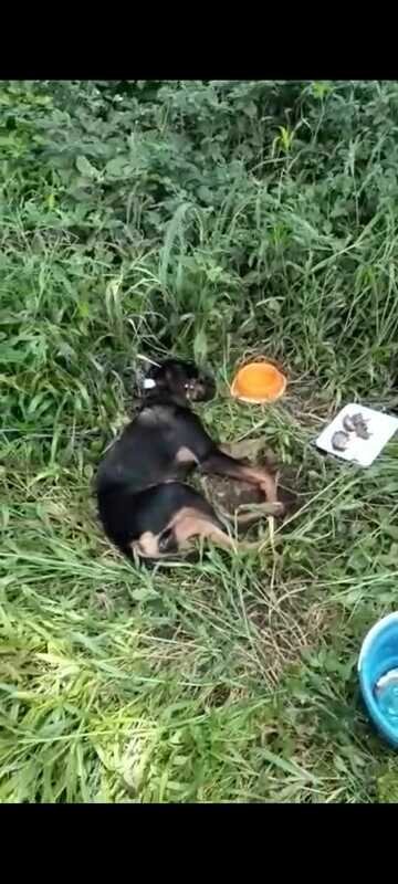 Cachorro atropelado