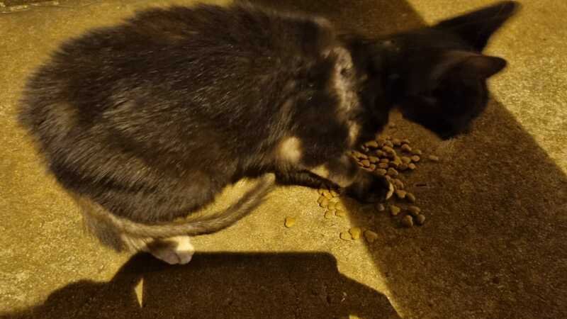 Gato com sarna 
