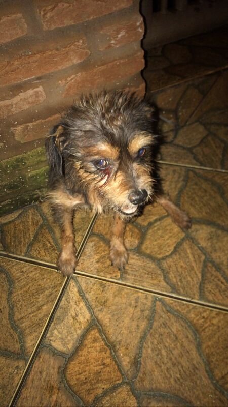 Cachorrinha atropelada
