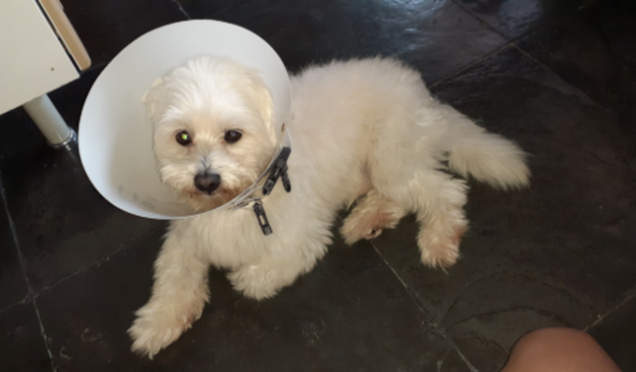 Cirurgia para retirar a glândula adanal