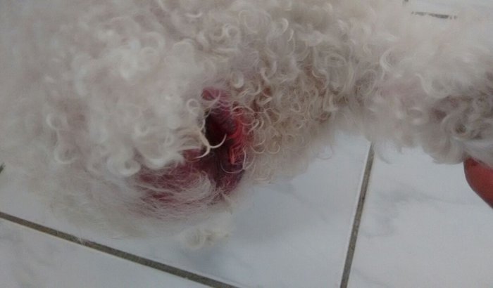 Ajude a Salvar o Idosinho EDU