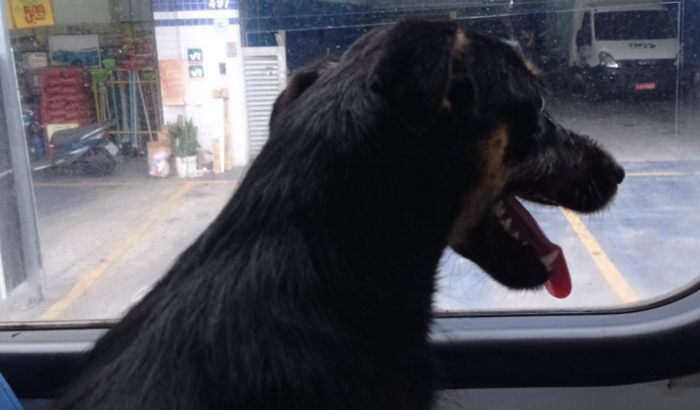 Ajude o Doguinho do Ônibus 