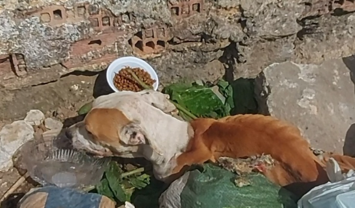 Ajude nas 3 cirurgias do cão que foi jogado ainda vivo no lixo