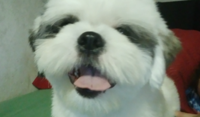 Pagar o tratamento do Billy - PARVOVIROSE