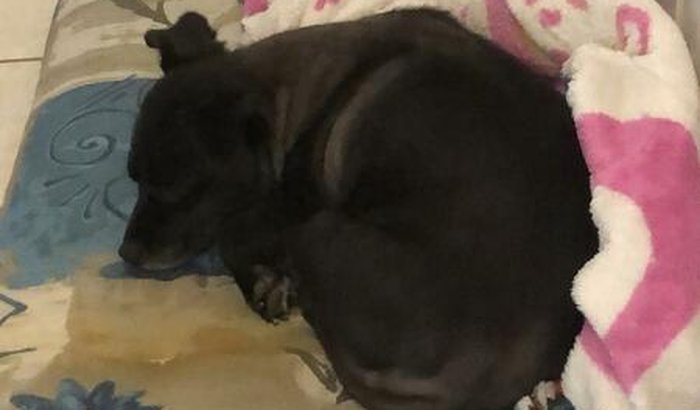 Ajude a Preta - Cirurgia Sutura Fabelo Tibial