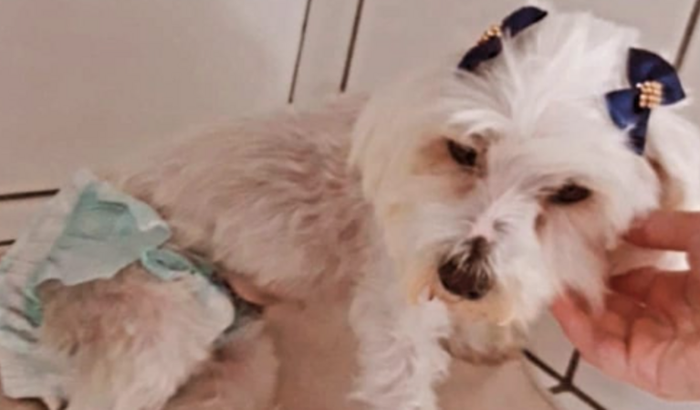 Ajuda para princesa fazer quimioterapia