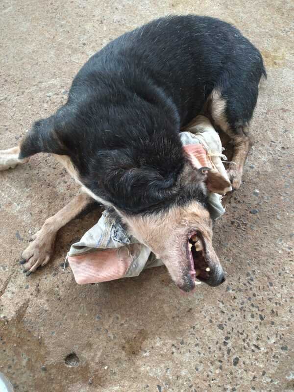 Cachorro com AVC