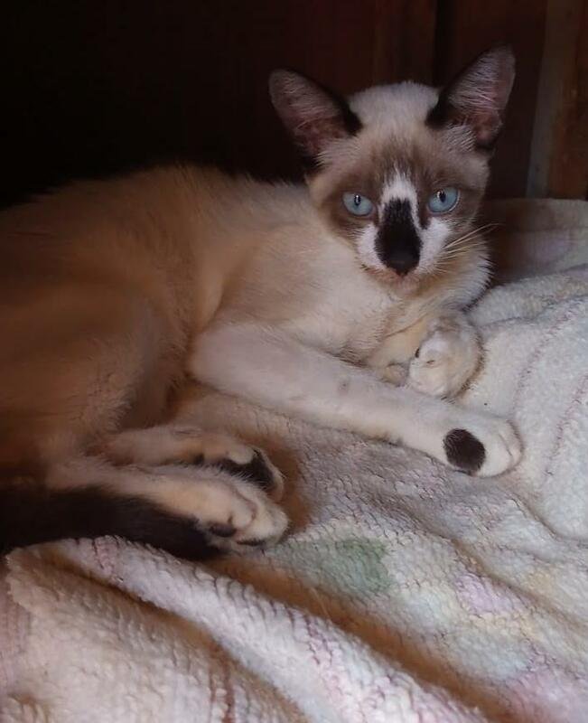 Gato com suspeita de FIV