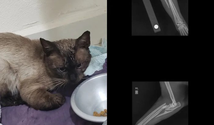 Ajudem um gatinho de rua que está com a patinha quebrada. | Vaquinhas ...