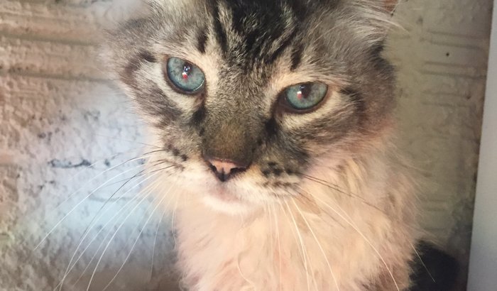 Ajuda para o gato Salomão