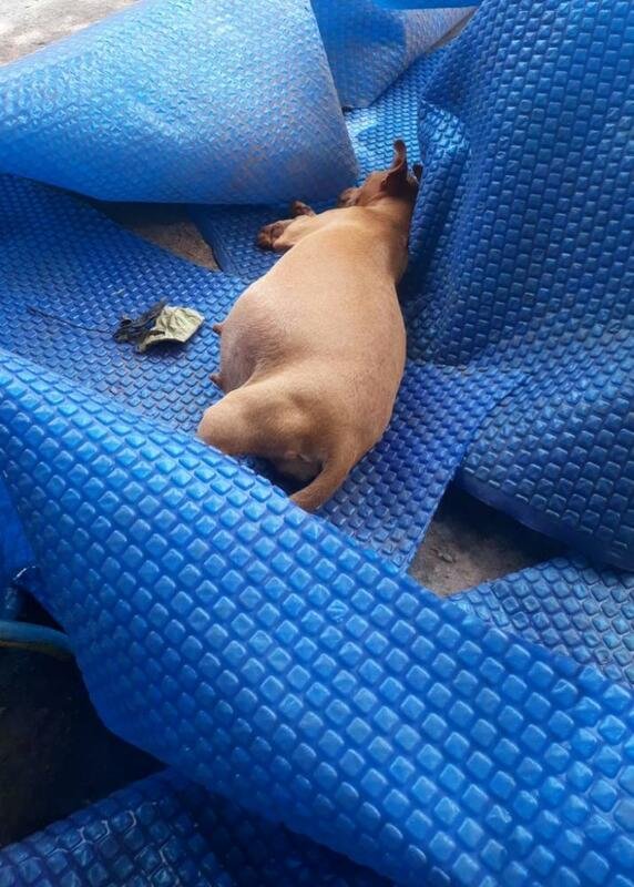 Cachorrinha grávida 