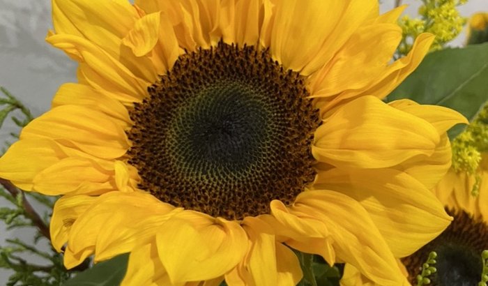 Tupã Óca do Caboclo Sete Ventanias