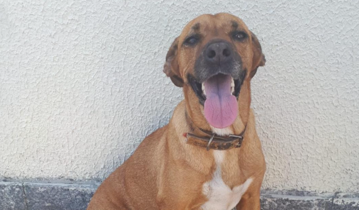 Ajuda para a LAIKA🐶