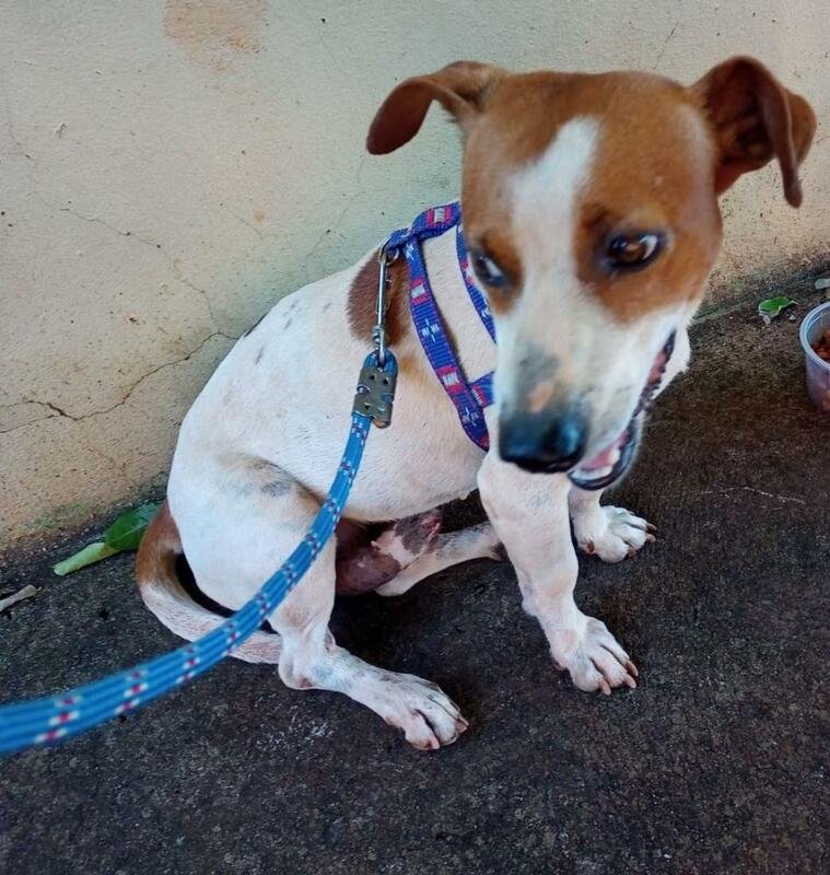 Cachorro com TVT 