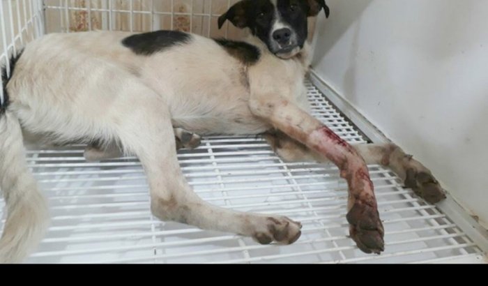 Eu preciso muita da ajuda de vocês,pra ajudar meu cachorro  malhado