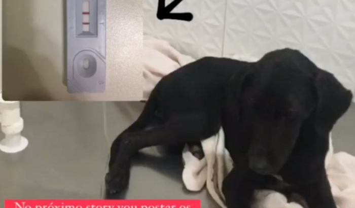 CUSTOS PARA O TRATAMENTO DE CINOMOSE DA PRETINHA