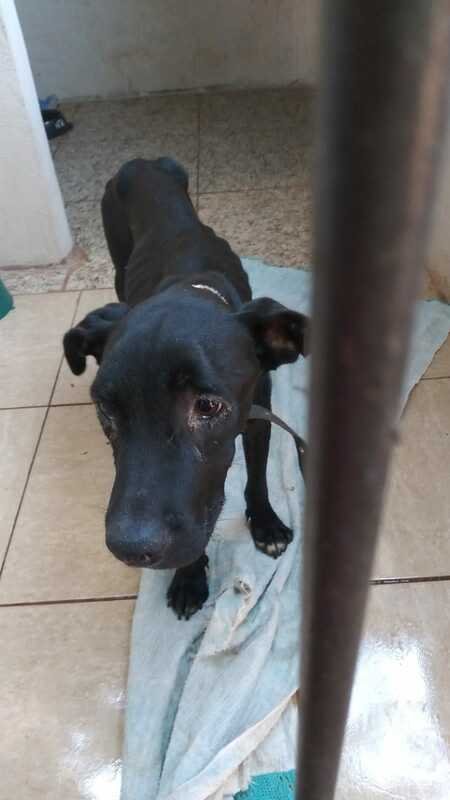 Cachorrinho debilitado