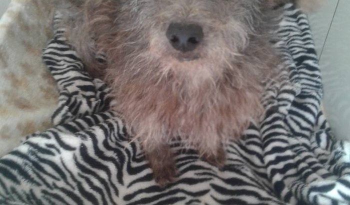 Doação de Ração Abrigo Bichos Carentes!