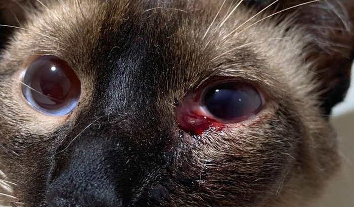 Cirurgia do zoiao azul ( neném de 4 patas)