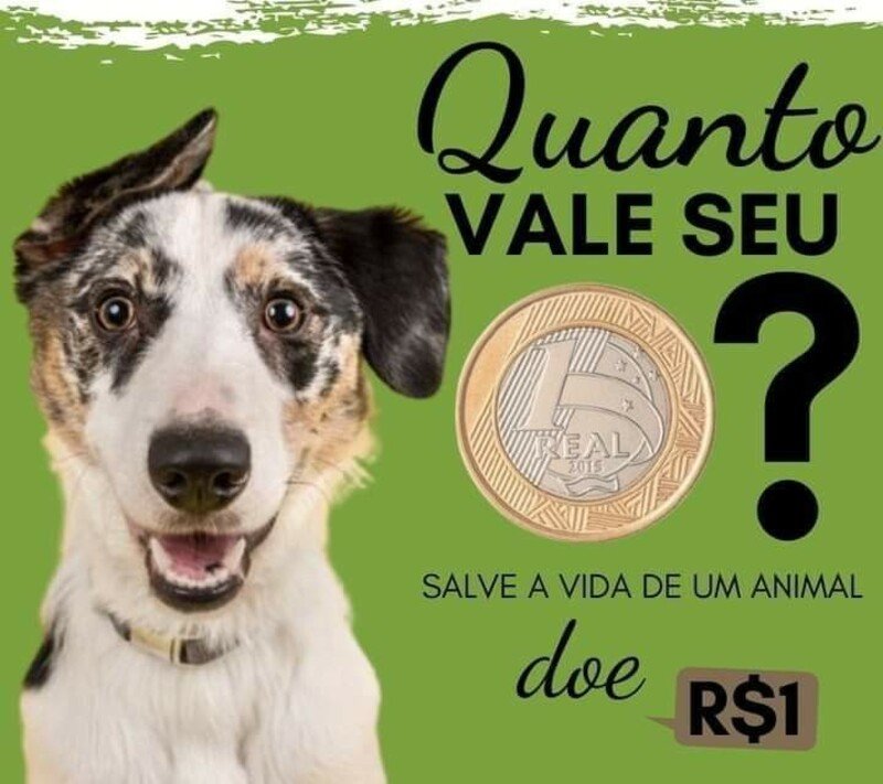 Comprar ração para a ong dos animais acolhidos das ruas