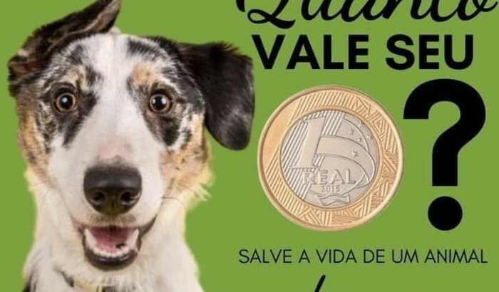 Comprar ração para a ong dos animais acolhidos das ruas
