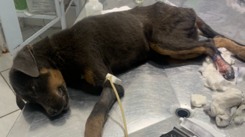 imagem da vaquinha Ajudar um cão abandonado