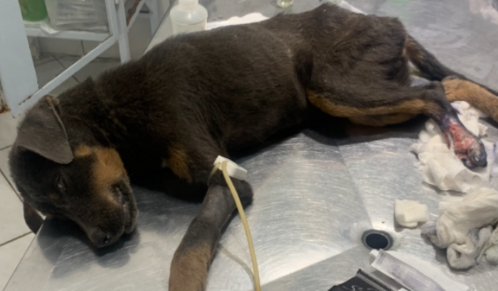 Ajudar um cão abandonado