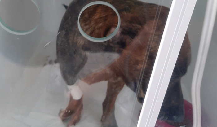 Diárias de Internação da Hanna minha cachorrinha