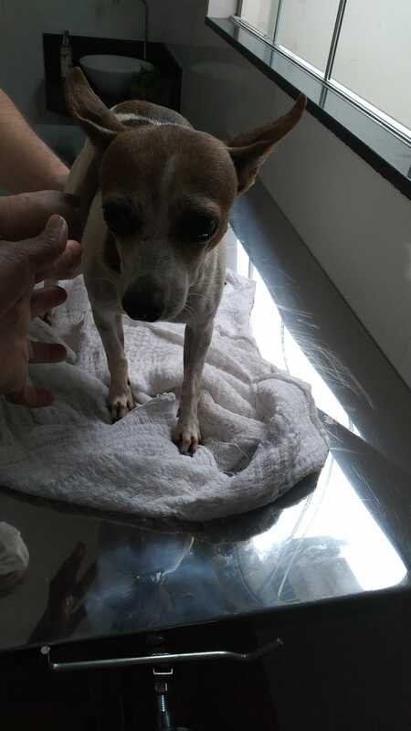 Cachorrinha com hérnia 