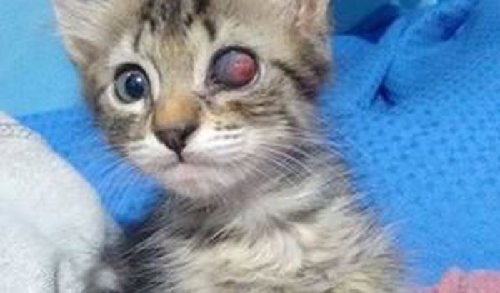 Ajuda para os 60 gatos abandonados!!