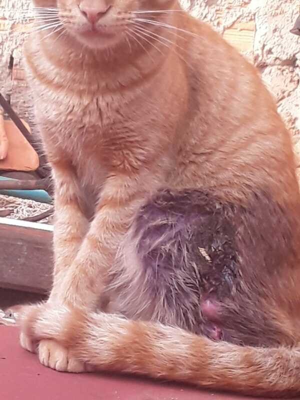 Gato pata gravemente ferida