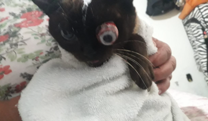 Ajuda para cirurgia de remoção do olho do meu gato q foi atropelado