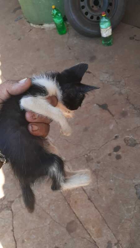 Gatinho debilitado 