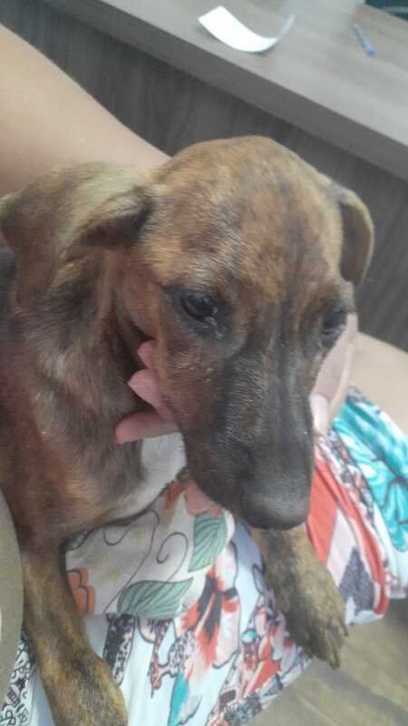 Cachorrinha doente