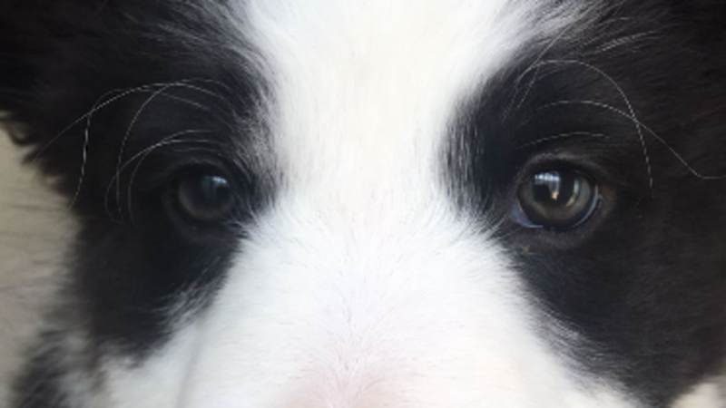 imagem da vaquinha Doação Filhote de Border Collie