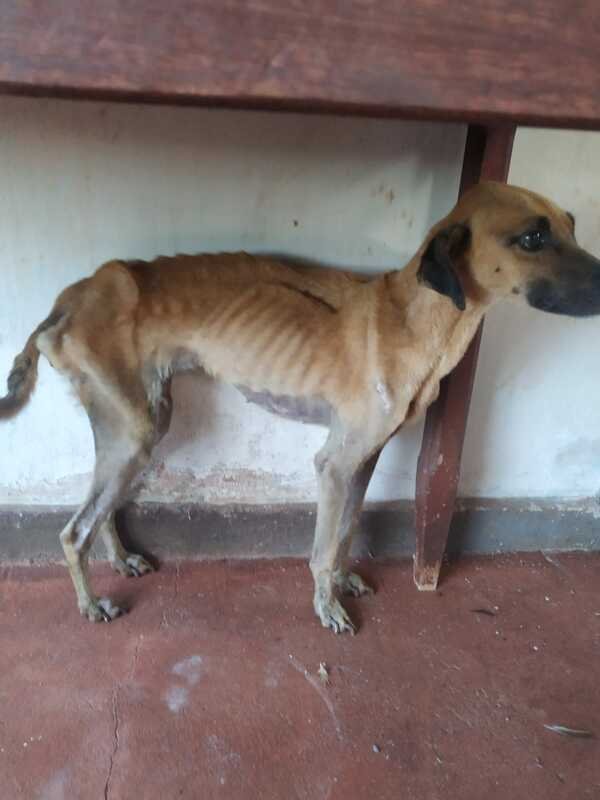 Cachorro esquelético 
