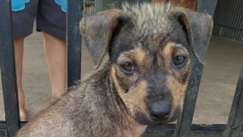 imagem da vaquinha Ajude o Nino a melhorar e encontrar um lar!