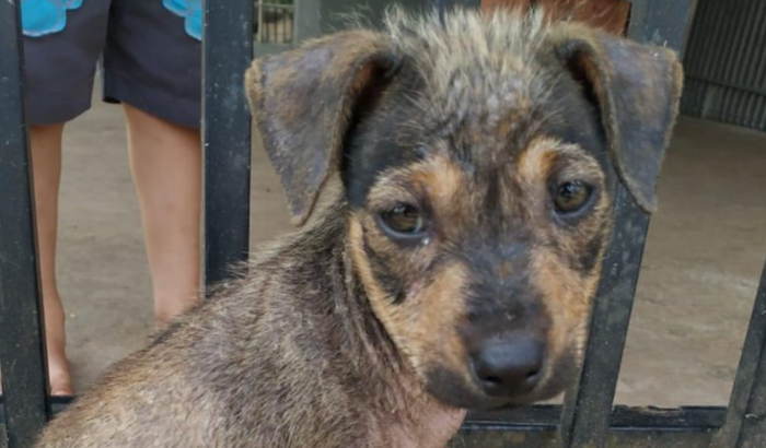 Ajude o Nino a melhorar e encontrar um lar!