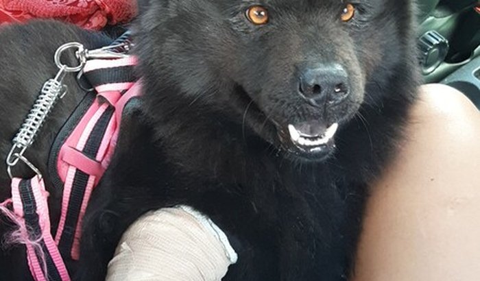 Recuperação da Mia